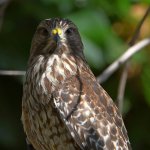 Hawk3.jpg