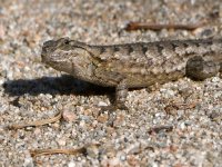 Lizard.jpg