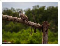 bird-sitting-4.jpg