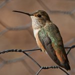 Hummer13.jpg