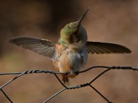 Hummer18.jpg