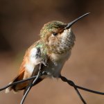 Hummer25.jpg
