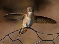 Hummer26.jpg