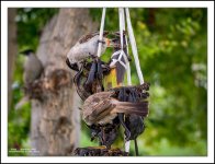 fast-birds-2.jpg