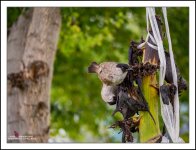 fast-birds-5.jpg