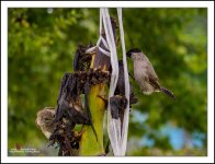 fast-birds-6.jpg