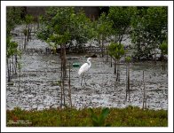 stork-1.jpg