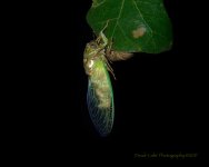 cicada profile_5001331.jpg