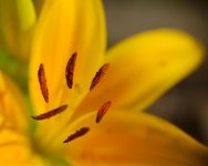 DSC_5134+floral 250 magnified macros -0002.jpg