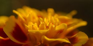 DSC_5522+floral 250 magnified macros -0101.jpg