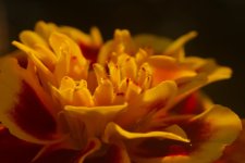 DSC_5524+floral 250 magnified macros -0001.jpg