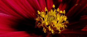 DSC_5370+floral 250 magnified macros -0063.jpg