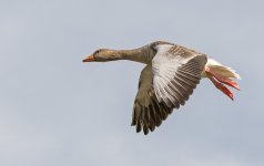 DSC_2085.jpg