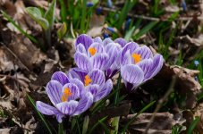DSC_8739.jpg