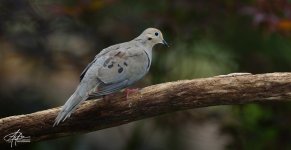 Mourning-Dove-_01-(900px).jpg
