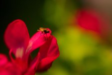 DSC_5609+SM Lensbaby macro -0001.jpg DSC_5609+SM Lensbaby macro -0001.jpg