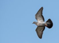 DSC_2038.jpg
