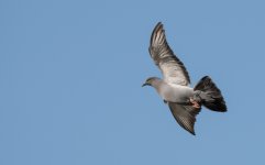 DSC_2039.jpg
