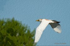 D73_1001-Edit.jpg