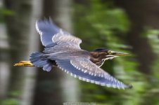 7-25-17-Clopper-Lake_15.jpg