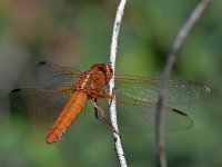 DragonFly.jpg