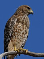 Hawk4.jpg