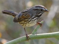 Sparrow8.jpg