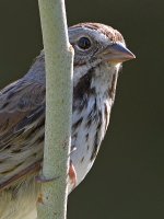 Sparrow.jpg