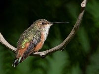 Hummer4.jpg