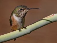 Hummer15.jpg