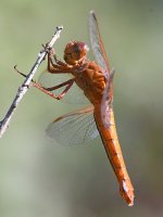 DragonFly4.jpg