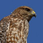 Hawk6.jpg