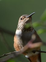 Hummer6.jpg