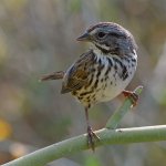 Sparrow7.jpg