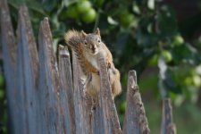 DSC_4658+Kenko 70 300 Squirrel -0005.jpg