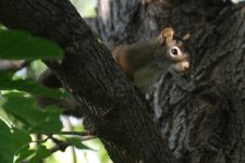 DSC_4932+Kenko 70 300 Squirrel -0001.jpg