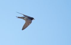 DSC_2154.jpg