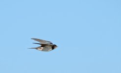 DSC_2166.jpg