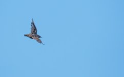 DSC_2157.jpg