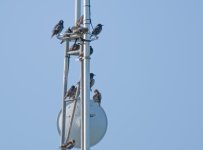 DSC_2136.jpg