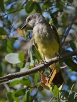 Kingbird.jpg