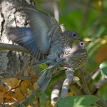 Bluebird4.jpg