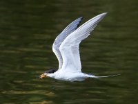 Tern.jpg