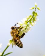 Bee-219.jpg