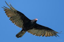 TurkeyVulture-201.jpg