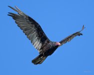 TurkeyVulture-202.jpg