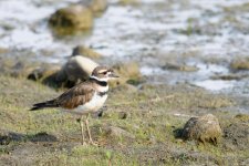 Killdeer-220.jpg