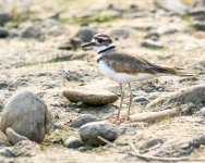 Killdeer-221.jpg