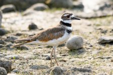 Killdeer-222.jpg