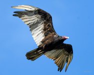 TurkeyVulture-200.jpg